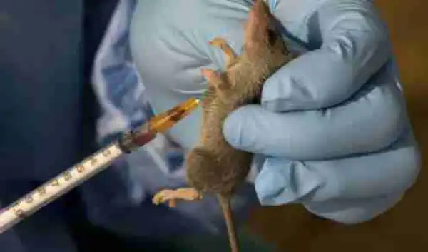 Just In!! Lassa Fever Scare Hits Borno